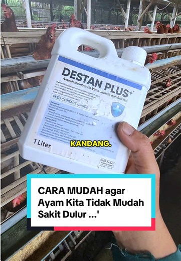 Cara Mudah Agar Ayam Petelur Tidak Mudah Sakit