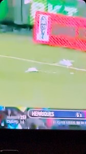 46K views · 240 reactions | We’ve got a downed seagull in the BBL | Hello Sport | Facebook