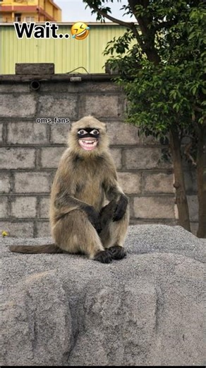 Dogesh 🐕 bhai ne kiya bhandare ka khana kutte 🤣 #oms_fans #funny #thetharpuns #OMS_k_fans #comedy