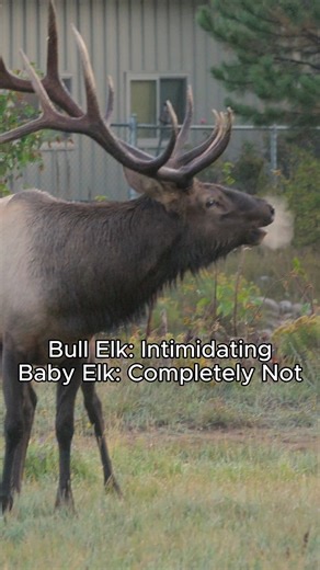 In a sense, this bull is kind of just yelling for attention... technically, he’s announcing his presence, showing off his strength, and warning other males to back off... but still. Meanwhile elk calves are making chirping sounds among the herd that are ridiculously adorable. #elkherd #elkofestespark #elkrut #estesparkco #visitestespark #rockymountainchannel | Rocky Mountain Channel and Nick Molle Productions