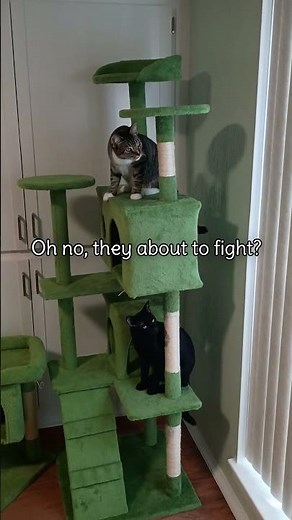 Cute Cats Scratching and Play Fighting on Cat Tree | Funny Moments