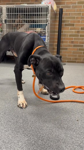 2K views · 117 reactions | Make Scrappy happy! Come and adopt him at Genesee County animal control | Genesee County Animals in Need of Homes and Rescues | Facebook