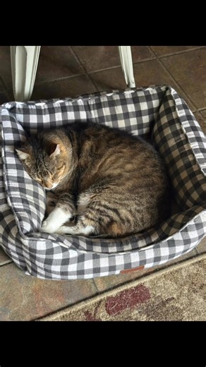 What a life #Kitty life | Christine Robinson Lynn