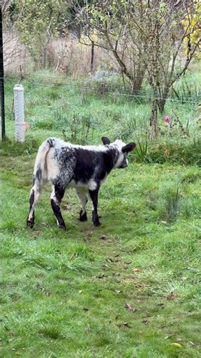 Electrifying Lesson About Electric Fencing
