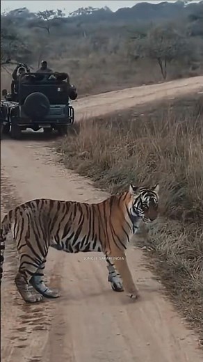 Jungle Safari India | Real Wildlife Adventures|Bandhavgarh Tiger Reserve|Tiger on the Road|#wildlife