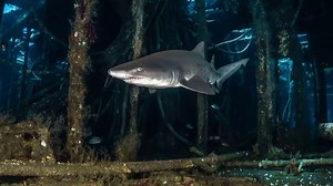 Scientists discover new clues on where sand tiger sharks give birth
