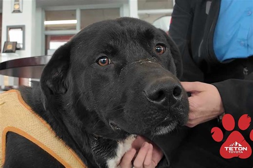 This border collie-lab mix is our Pet of the Week - East Idaho News