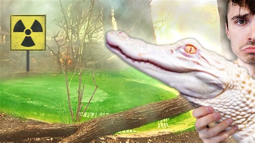 What Happened To Our Alligator Pond