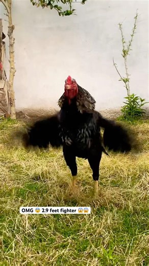 Viral Aseel Fighter-World Level Battle Scene!#viralvideo#hardwork#shorts #shortsfeed #youtubeshorts