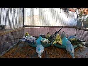 Rare Budgie Colors Unveiled A Spectrum of Beauty! 💚💛
