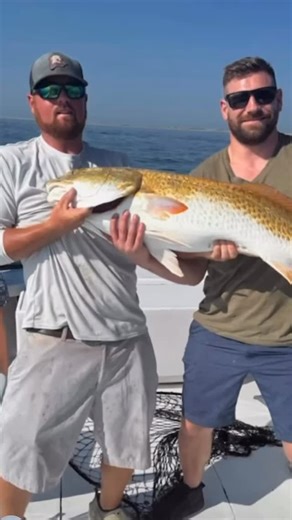 25 reactions | Mahi Mahi, tuna, catch and releases of blue marlins and sailfish along with red drum, speckled trout and Spanish mackerel have been the stars on the dock! We have room for you to get on an inshore, nearshore, or offshore charter. Miss O.I. Headboat has a seat for you on her inshore, ocean or twilight cruises. Oregon-inlet.com or 252-451-6301 #oregoninletfishingcenter #charterfishing #familyfun #letsgofishing | Oregon Inlet Fishing Center | Facebook