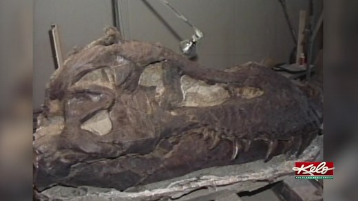 35 years since discovery of ‘Sue’ the T-Rex