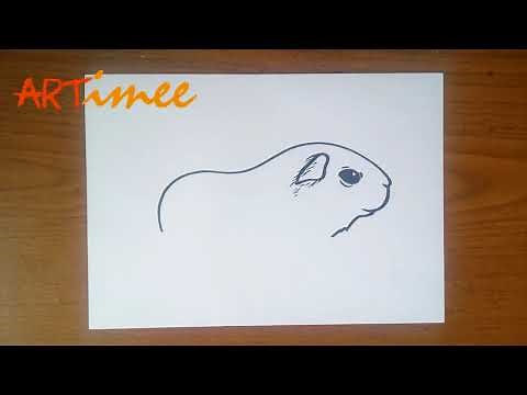 How to Draw a Guinea Pig