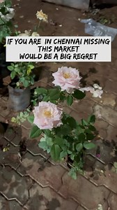 8.6K views · 3 comments | "Pallavaram Wholesale Big Market is a...