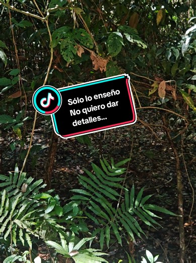 Comenta si lo has visto... Esto fue en Manuel Antonio. #manuelantonio #costarica #mexico #colombia #fyp