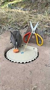 Creative Quick DIY Rabbit Trap #camping #outdoors #bushcraft