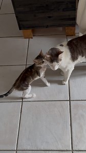 180K views · 21K reactions | Le chaton zigzag qui commence à mettre des patates à son grand frère lascarwwwww ! #chaton #chat #chatfou #catlover #chatdrole #chats #cats #chatmignon | Mr.Lucky le chat | Facebook