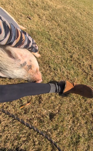 Lazy piggy today 🐷 #fallvibes #holidayseason #pigs | Vanlifepiggy