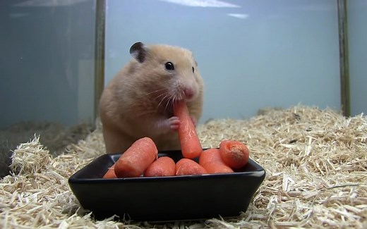 仓鼠脸 hamsterface