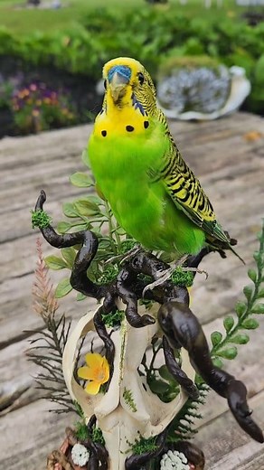 Refurbished parakeet on opossum skull with sculpted branches & roots. 6️⃣0️⃣0️⃣ to your door. Free 🛳 . . . . . . . #taxidermy #parakeet #birdtaxidermy #mummy #nature #skulls #birds #opossum #opossumskull #plants #cottagecore #darkcottagecore #oddity #vultureculture #oddities | Dark Fern Creations