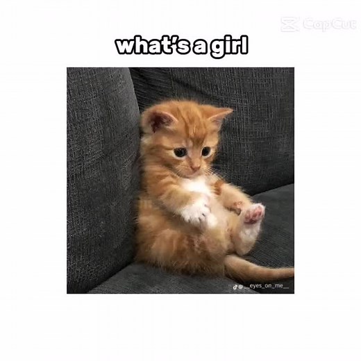 Cat Memes and Silly Cats - A Song Parody