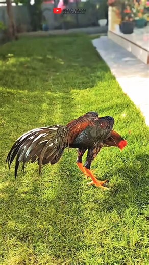 AYAM BIRMA BANGKOK SUPER DARI BANG FERI #shortvideo #fyp #ayamviral #hobiayam #rooster #roosterfarm