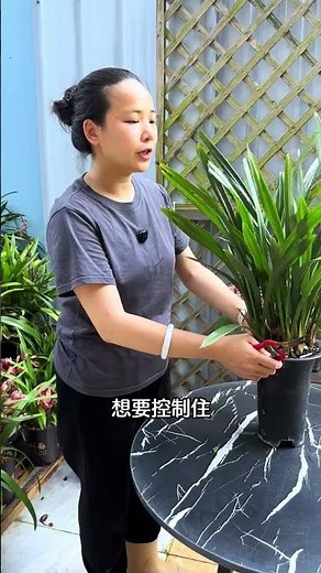 Top 5 Orchid Care Tips: Prevent Brown Tips & Spots