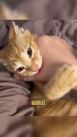 This Cat Had Been in the Rain for Days… Until Someone Decided to Help Him