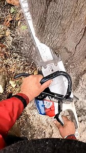 Quick Maple Cleanup 🍁🪓 #chainsaw | Guilty of treeson