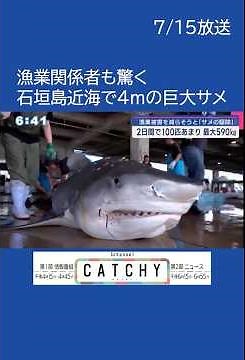 イタチザメなど100匹あまり 石垣島でサメの駆除 最大体長４ｍの大物も