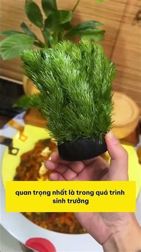 The fish tank gets clearer every day thanks to a very easy-to-grow plant.