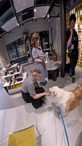 I took my dog to Dr Martens!! #pet #husky #drmartens #vlogging | Viola Snow