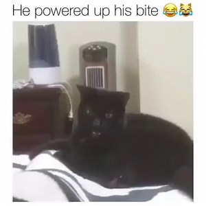 188K views · 5.2K reactions |  Join our group: Purrtacular | Purrtacular | Facebook