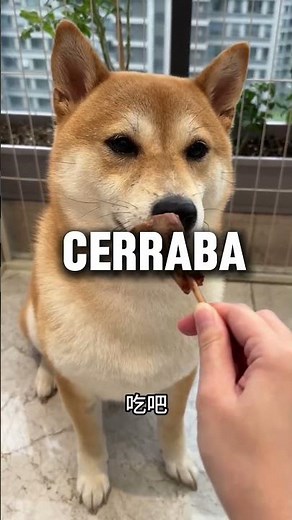 Esta Chica Le Dijo Esto Al Perro Y Lo Hizo 😯