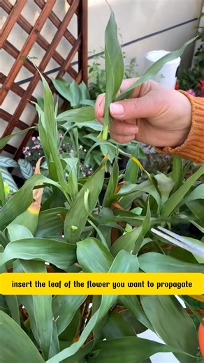 DIY Soybean Fertilizer for Fast and Lush Growth | Dodo Garden