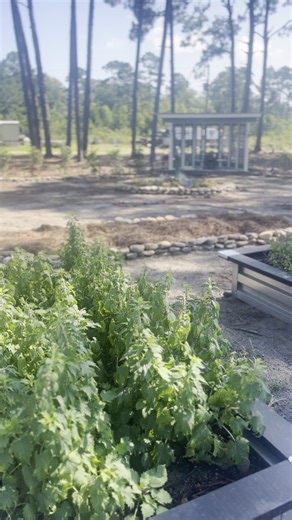 3.1K views · 71 reactions | A little update on the Potager Garden! It is so peaceful out here and everything just looks beautiful. #hoss #growhoss | Hoss | Facebook