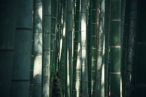 The Incredible Bamboo Plant - Fastest Growing Plant in the World