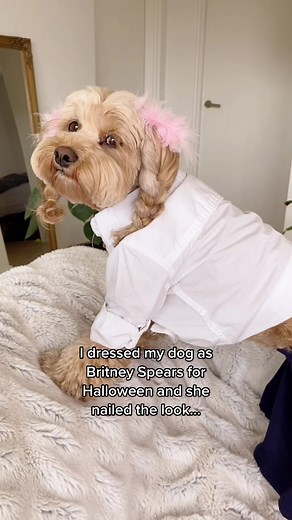 Britney Spears Dog Costume: Queen of Pop Look for Halloween