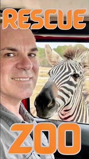 Amazing Day: Drive Through Safari and Rescue Zoo #animals #safari #zoo