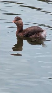 みずにはいる（文字なし）