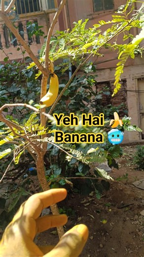 Banana 🍌 in a random tree😬