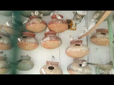 Java Birds Breading Season 2025/26 I Silver Java I Gray java l white Java I java Bird Soft food I