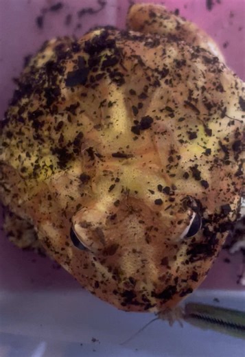 Feeding My Pacman Frog: Shayla's First Meal