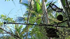 #alimokon #alimokonhunting #alimukon #bird #birds #birdhunt #birdhunting #hunter #hunting #catchandrealese #alimokon #alimokonofficialtv @followers | Alimokon12