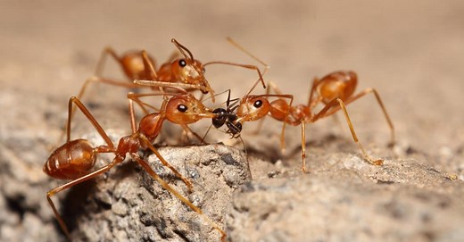 Fire Ant Mound vs Regular Ant Mound: What are the Differences?