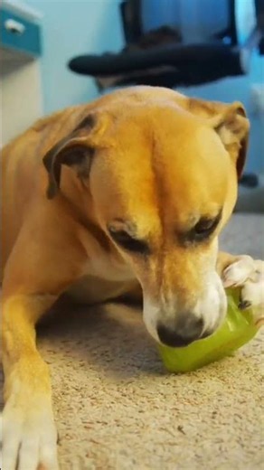 Meet Denim! 🐕 An 8 y/o Boxer Mix in California who is looking for her new home! Adopt today! 🐾