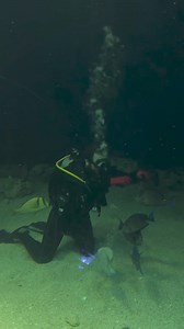 1K views · 22 reactions | Dive into adventure at the...