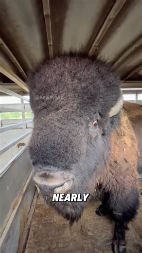 “American Bison vs.African Buffalo.”#shorts #anmals #youtubeshorts