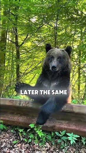 This Family Rescued a Bear Hit by a Car