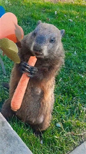 Mr. Sparkle Sings Please Don't Touch By Girlschool 🎶🐾 #groundhog #sing #song #cute #adorable #rock